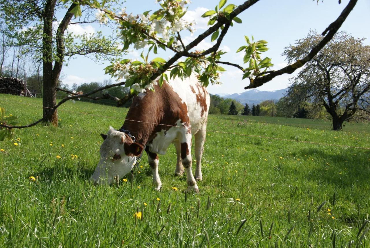 Ferienhof Edtmeier Zell am Moos Exteriér fotografie