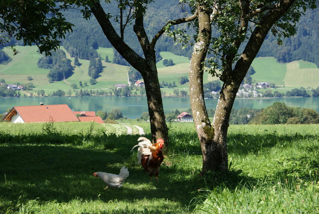 Ferienhof Edtmeier Zell am Moos Exteriér fotografie